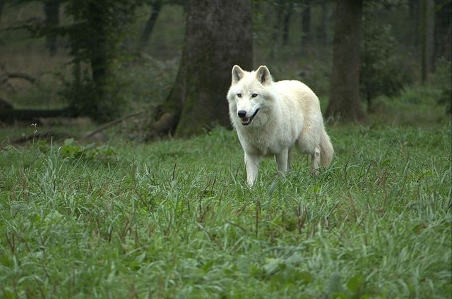 Khám phá bí mật của loài chó sói Bắc Cực - Ảnh 2.