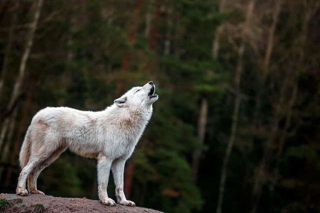 Khám phá bí mật của loài chó sói Bắc Cực - Ảnh 3.