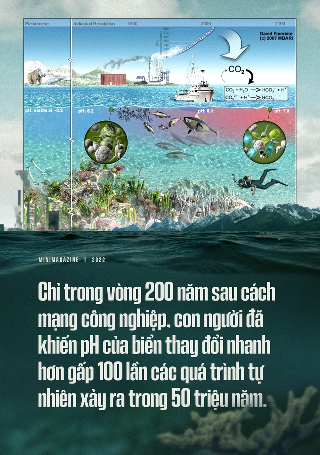 Biển hấp thụ 22 triệu tấn CO2 mỗi ngày, chúng đang làm tan vỏ hàu, tẩy trắng san hô và khiến cả đại dương axit hóa - Ảnh 19.