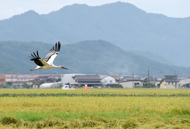 Sức quyến rũ của hạt gạo giúp Nhật Bản phát triển ngành du lịch - Ảnh 2.