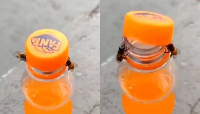 Video khó tin 2 chú ong hợp sức mở chai nước ngọt, nhà khoa học: Tôi không thấy bất ngờ! - Ảnh 1.