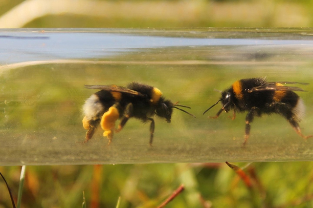 Hợp tác cùng nhau mở nắp chai nước ngọt: Video minh chứng cho trí thông minh bất ngờ của loài ong - Ảnh 2.