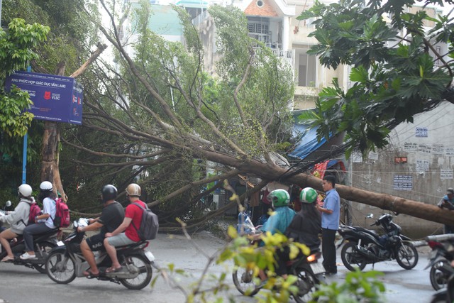 TP.HCM: Cây xanh to lớn bị mưa gió quật ngã, nhiều nhà dân bị mất điện  - Ảnh 2.
