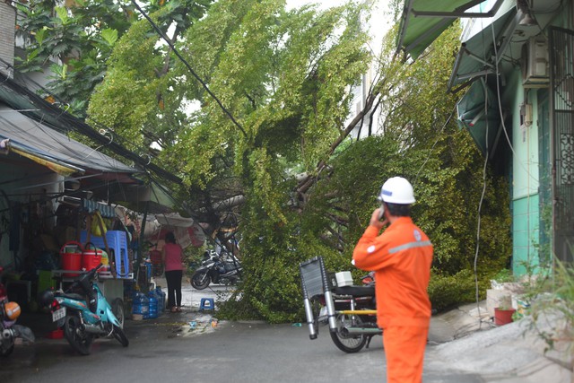 TP.HCM: Cây xanh to lớn bị mưa gió quật ngã, nhiều nhà dân bị mất điện  - Ảnh 3.