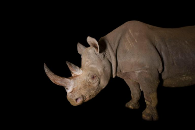 Hành động &quot;lạ&quot; của quốc gia châu Phi để bảo vệ tê giác đen khỏi cảnh tuyệt chủng - Ảnh 2.
