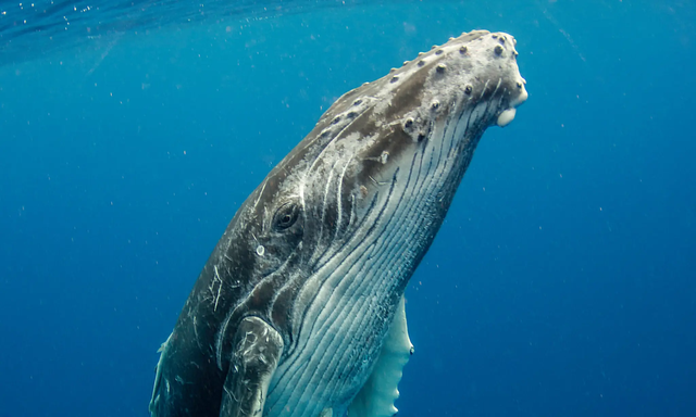 Ăn phải 10 triệu mảnh vi nhựa mỗi ngày, số phận của những chú cá voi lớn nhất thế giới sẽ đi về đâu? - Ảnh 5.