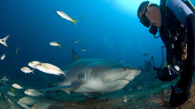Bơi cùng cá mập: Cuba đánh cược vào ngành du lịch dưới đại dương - Ảnh 1.
