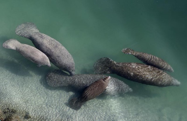 Mỹ tăng cường bảo tồn di sản đại dương trước nguy cơ lợn biển bị tuyệt chủng - Ảnh 1.