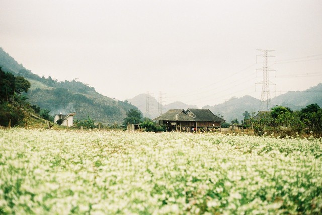 Cuối năm là mùa hoa cải nở trắng xóa cả một vùng Mộc Châu, Sơn La - Ảnh 4.
