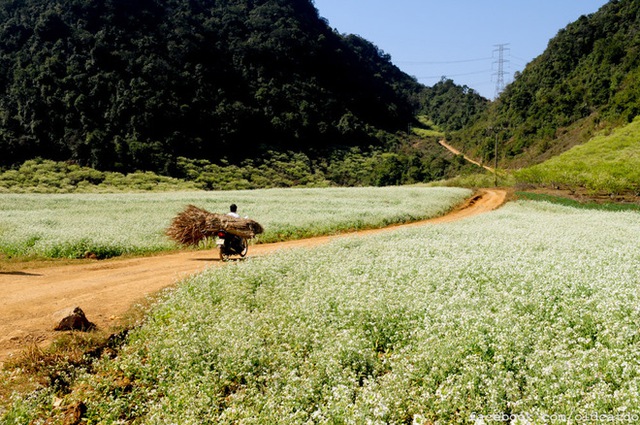 Cuối năm là mùa hoa cải nở trắng xóa cả một vùng Mộc Châu, Sơn La - Ảnh 8.