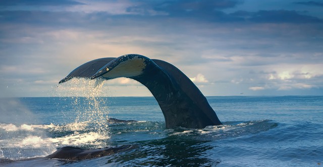 Với kích thước khổng lồ như vậy, điều gì sẽ xảy ra khi cá voi chết? Hàng chục năm sau chúng vẫn có thể có ích - Ảnh 5.