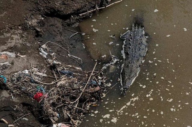 &quot;Bí mật' giúp cá sấu có thể sinh sôi mạnh mẽ tại con sông siêu ô nhiễm chứa tới 150 triệu loài vi khuẩn - Ảnh 1.