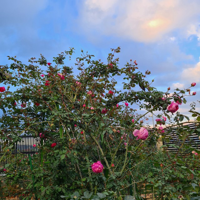 Vợ chồng U40 bỏ phố thị lên Đà Lạt, trồng vườn hồng hơn 3.000 gốc thỏa đam mê - Ảnh 4.