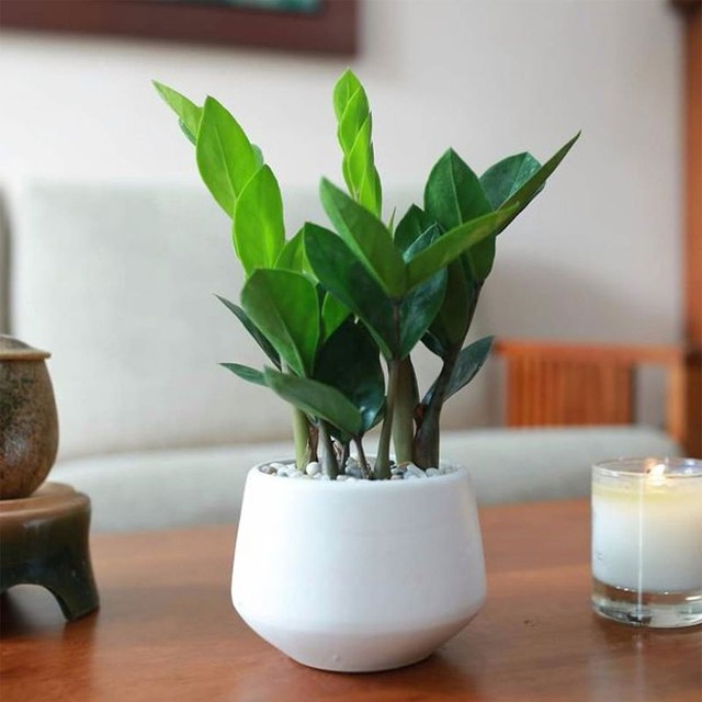 6 loại cây không có nắng vẫn sống tốt, còn mang đến may mắn, tại lộc cho gia chủ  - Ảnh 1.