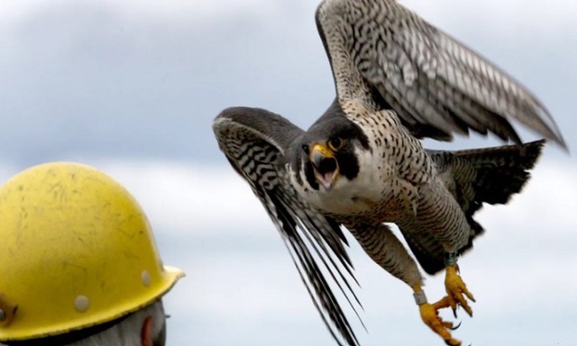 “Vũ khí” săn mồi đỉnh cao của loài động vật có khả năng bay với vận tốc gần 400 km/h - Ảnh 1.