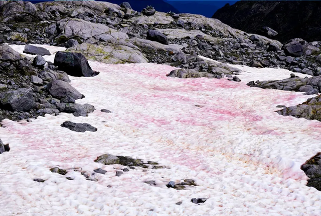 Hiện tượng “tuyết hồng” kỳ lạ trên các dãy núi: đẹp nhưng ẩn chứa nhiều nguy cơ - Ảnh 3.