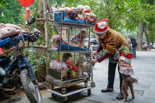 Bà lão 71 tuổi chế xe chở đàn poodle 13 con đi dạo: Người ta chỉ thấy mình không bình thường khi không yêu động vật - Ảnh 2.