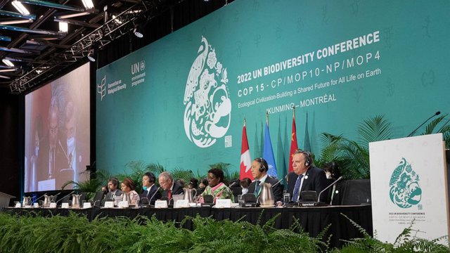 Dấu mốc thỏa thuận đa dạng sinh học lịch sử tại hội nghị Liên hợp quốc - Ảnh 1.