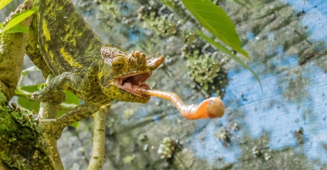 5 khám phá thú vị về các loài động vật mà bạn có thể chưa từng nghe (Phần 2) - Ảnh 1.