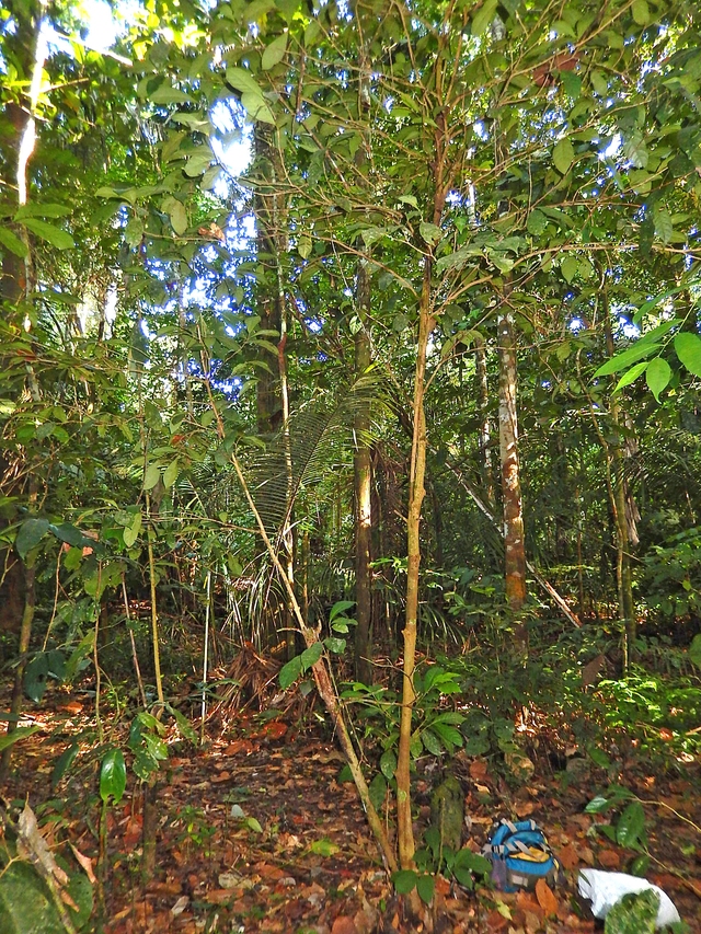 5 loài động vật, thực vật mang dáng vẻ đặc biệt nhất của rừng Amazon - Ảnh 6.