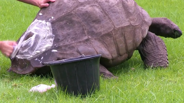 Con rùa già nhất thế giới vừa bước sang tuổi 190 - Ảnh 2.