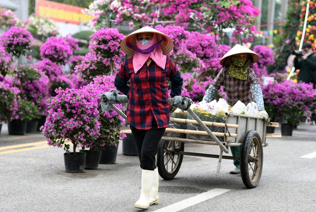 Nghệ nhân trồng hoa Mê Linh, Hà Nội tất bật chuẩn bị cho lễ hội hoa 2022 - Ảnh 2.