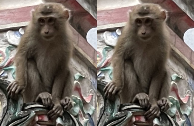 Hà Nội: Xuất hiện thêm 1 con khỉ hoang phá phách, ăn trộm hoa quả trên bàn thờ nhà dân - Ảnh 1.