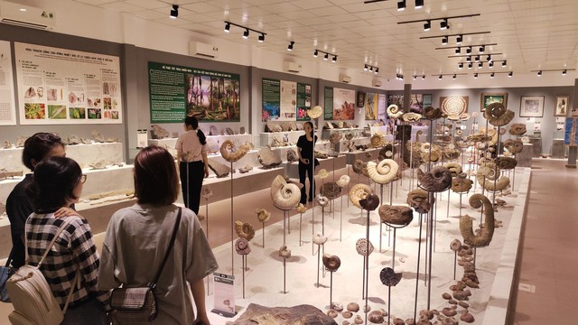 Lần đầu tổ chức triển lãm hóa thạch tại Festival Huế - Ảnh 1.