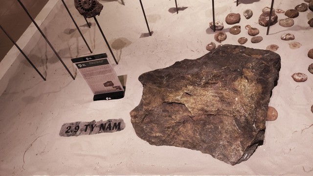 Lần đầu tổ chức triển lãm hóa thạch tại Festival Huế - Ảnh 2.