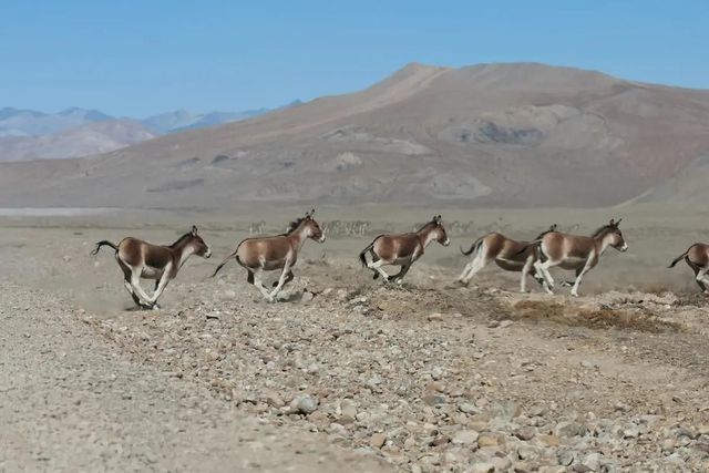 Lừa hoang dã Tây Tạng - loài động vật thích hơn thua và &quot;chọc chó&quot; nhất trong giới tự nhiên - Ảnh 8.