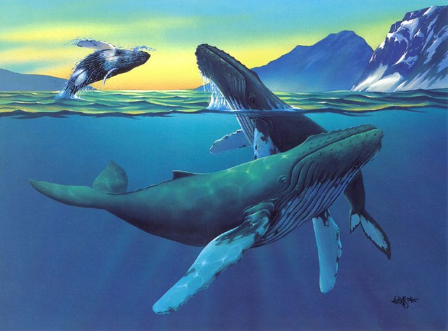 Đáng sợ là vậy, nhưng cá voi sát thủ lại chịu thua trước những &quot;thần hộ mệnh&quot; to lớn, hiền hòa này của đại dương - Ảnh 4.