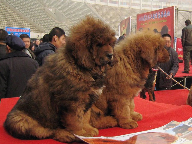 Làm thế nào mà những con chó cỏ có thể đi vào cao nguyên Thanh Hải-Tây Tạng 24.000 năm trước và tiến hóa thành chó ngao Tây Tạng? - Ảnh 2.