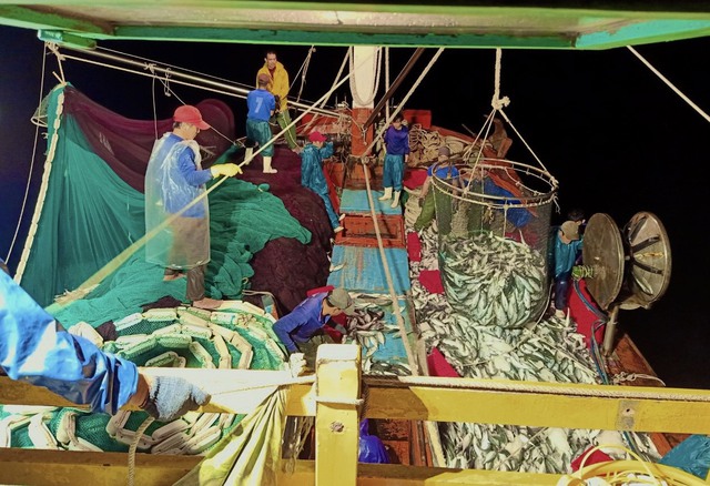 Một tàu cá Quảng Bình trúng khoảng 250 tấn cá Nục - Ảnh 1.