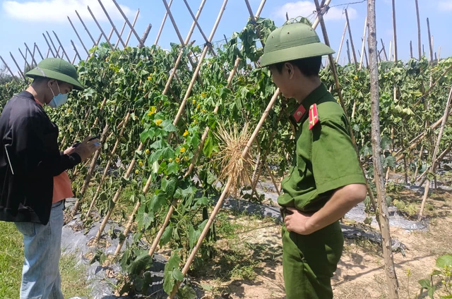 Vụ ruộng bí sai trĩu quả bị cắt gốc toàn bộ: Lần thứ 3 gia đình bị kẻ xấu đến phá - Ảnh 3.