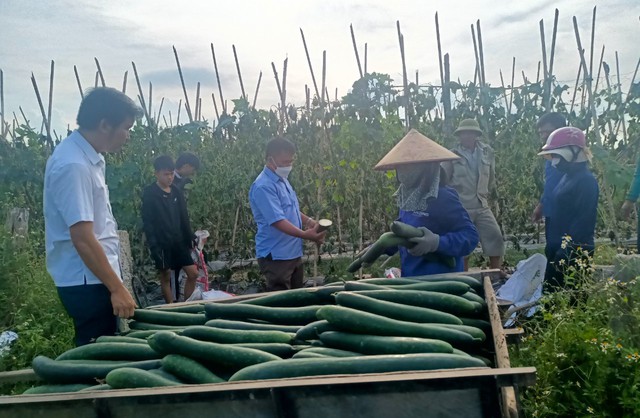 Vụ ruộng bí sai trĩu quả bị cắt gốc toàn bộ: Lần thứ 3 gia đình bị kẻ xấu đến phá - Ảnh 4.