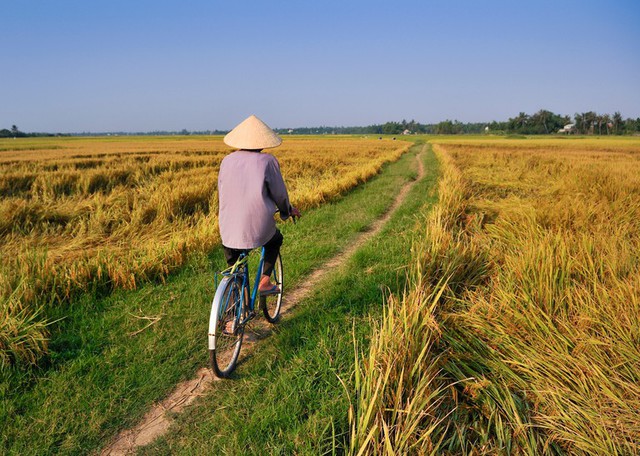 Khách Tây đi tìm cánh đồng lúa đẹp nhất Việt Nam: Chặng đường dài nhưng quá xứng đáng - Ảnh 4.