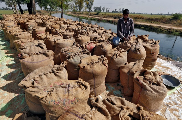 Ấn Độ bất ngờ tăng thuế xuất khẩu 20% khiến hơn 1 triệu tấn gạo &quot;mắc kẹt&quot; tại cảng  - Ảnh 2.