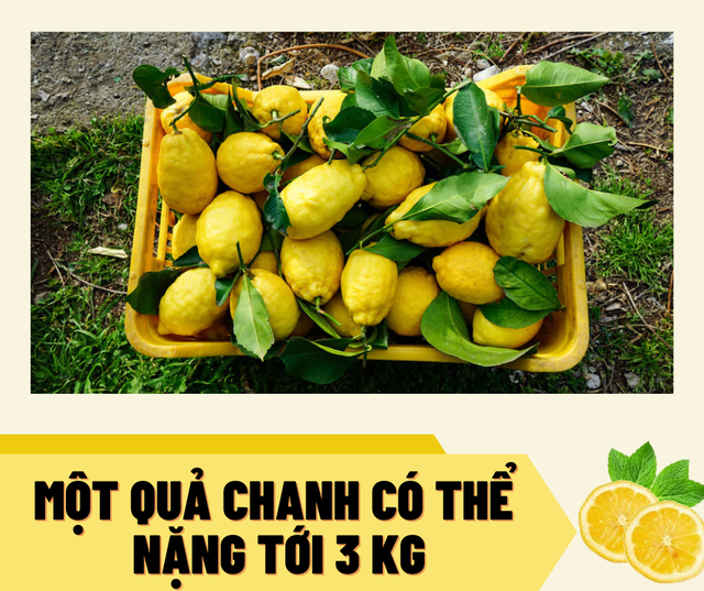 Cách làm du lịch độc đáo của một thị trấn trồng chanh ở miền nam nước Ý   - Ảnh 3.