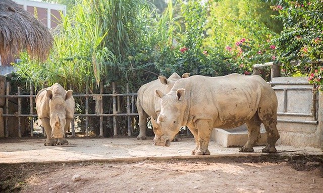 Công an vào cuộc điều tra vụ 6 con tê giác quý hiếm chết đồng loạt tại khu sinh thái ở Nghệ An - Ảnh 1.