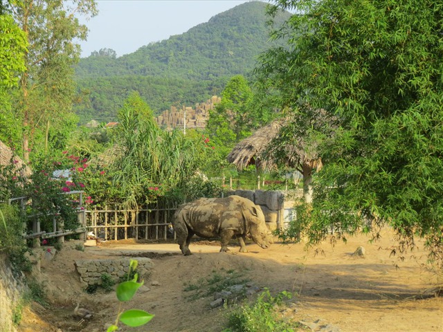 Công an vào cuộc điều tra vụ 6 con tê giác quý hiếm chết đồng loạt tại khu sinh thái ở Nghệ An - Ảnh 2.
