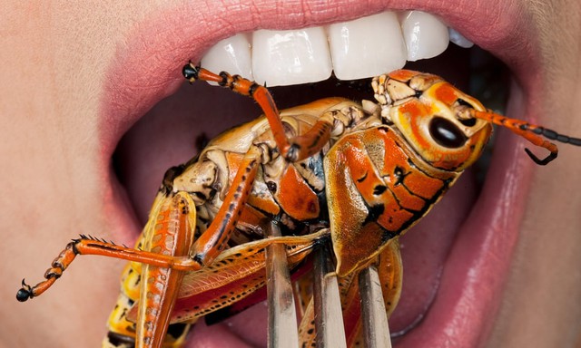 Ngành kinh doanh thực phẩm côn trùng: Thực phẩm tương lai cho nhân loại? - Ảnh 1.