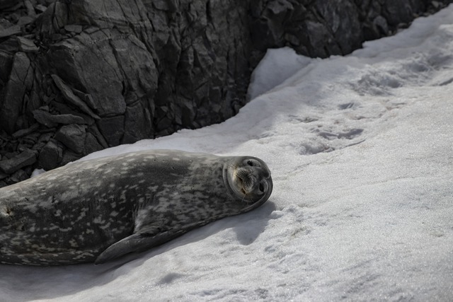 Các nhà khoa học lần đầu đếm được số lượng hải cẩu Weddell ở Nam Cực - Ảnh 2.
