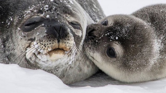 Các nhà khoa học lần đầu đếm được số lượng hải cẩu Weddell ở Nam Cực - Ảnh 3.