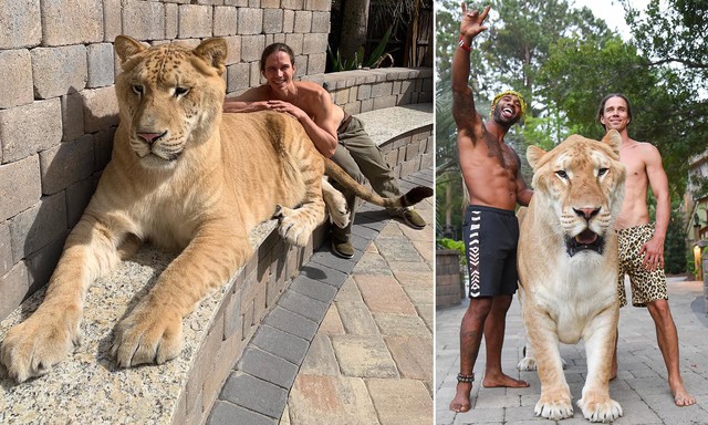 El "gato" más grande del mundo, casi del mismo tamaño que un tigre dientes de sable - Foto 2.