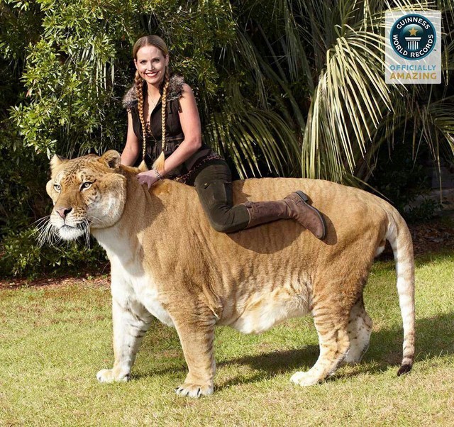 El "gato" más grande del mundo, casi del mismo tamaño que un tigre dientes de sable - Foto 4.