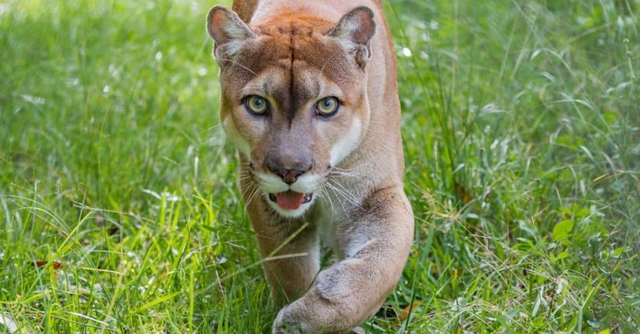 Những sự thật đáng kinh ngạc về loài báo Puma - Ảnh 6.