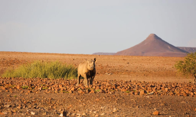 Những loài động vật lớn nhất sống trong sa mạc, vẫn còn tồn tại cho đến ngày nay - Ảnh 7.