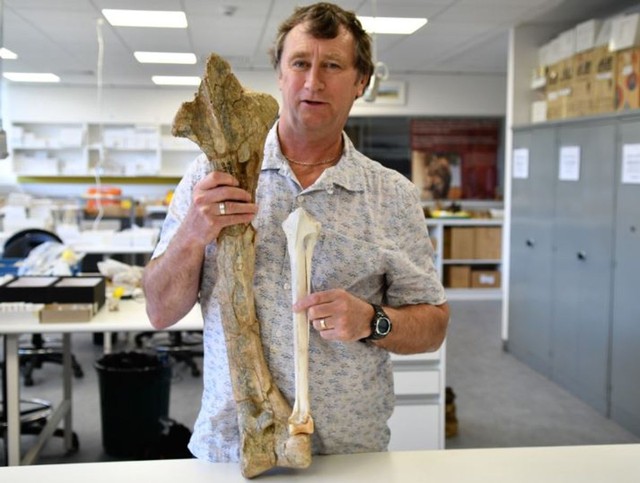 Điều gì đã khiến cho loài &quot;vịt quỷ&quot; khổng lồ của Australia tuyệt chủng? - Ảnh 2.