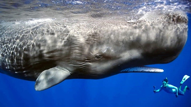 Vì sao loài động vật có &quot;mũi thở&quot; như cá voi lại ngủ được dưới nước? - Ảnh 2.