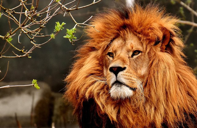 Hổ và sư tử, con nào mạnh hơn? 3 vị vua đã cho chúng đọ sức, kết quả không thể tưởng tượng - Ảnh 1.
